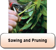 Sawing and Pruning