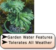 Water Feature -The Two Leaf Gunnera